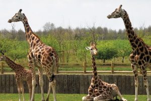Banham-Zoo-WEB